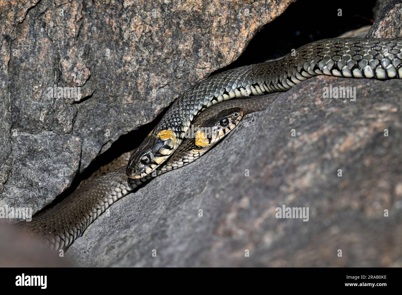 Grasschlange, die sich in der Felsspalte sonnt Stockfoto