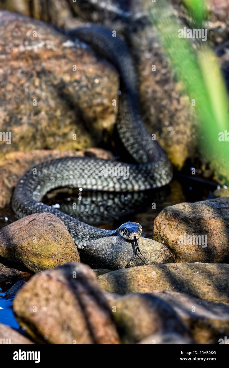 Grasschlange am Ufer Stockfoto