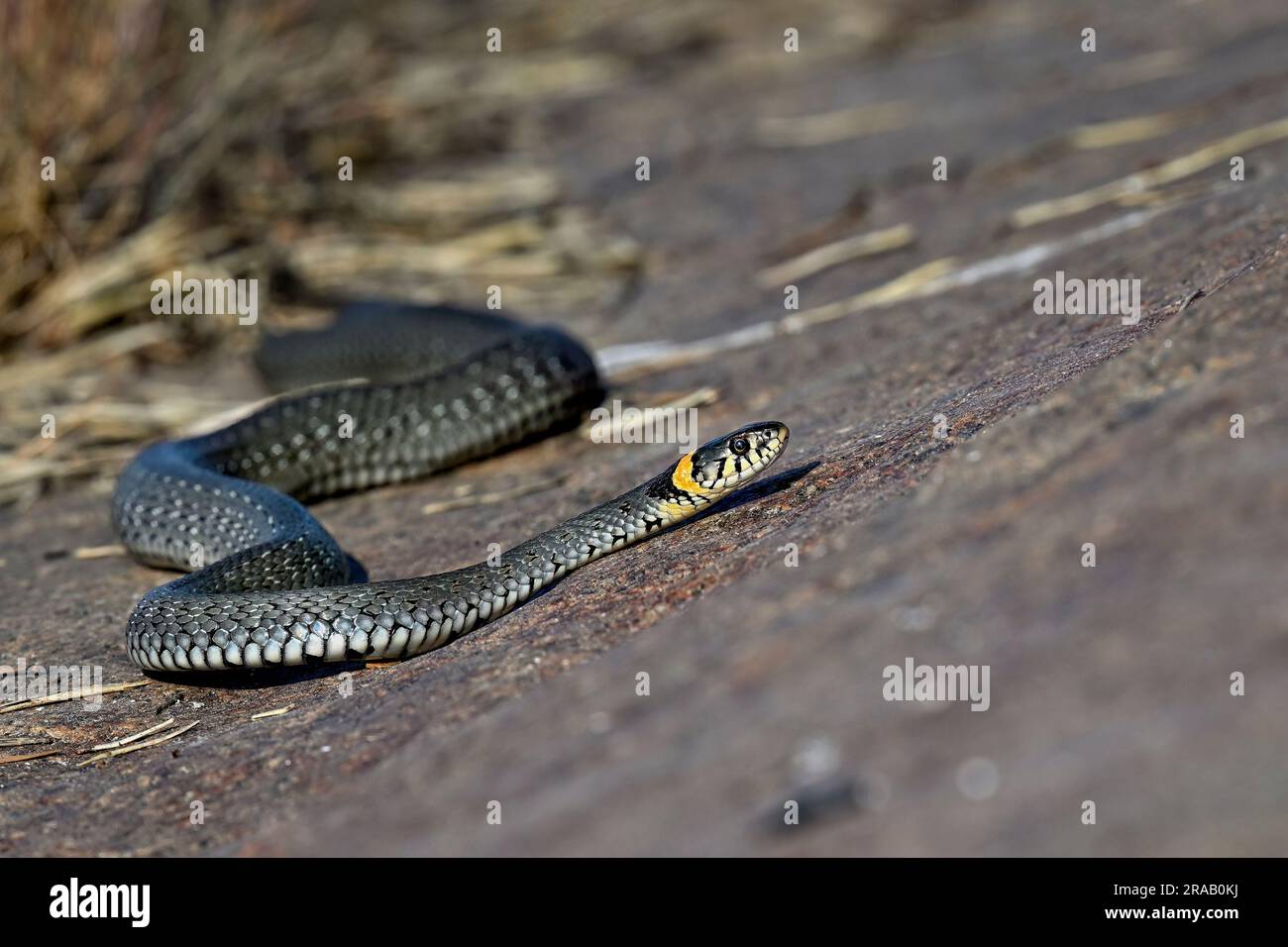 Grasschlange am Ufer Stockfoto