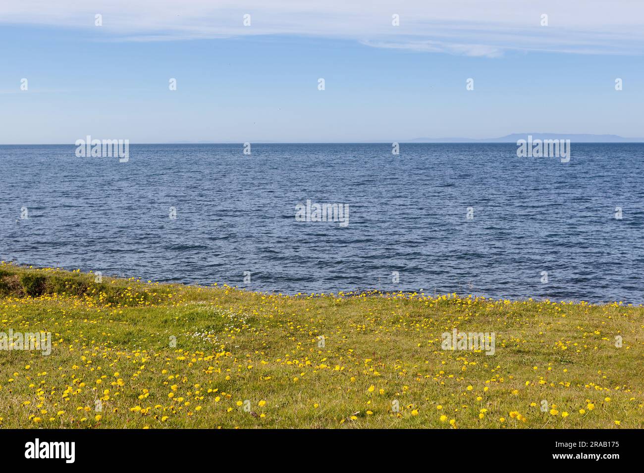 Lakonische isländische Landschaft. Drei Schichten grüne Wiese gefüllt mit gelben Löwenzahn, tiefblauem Atlantik und hellblauem klaren Himmel. Stockfoto