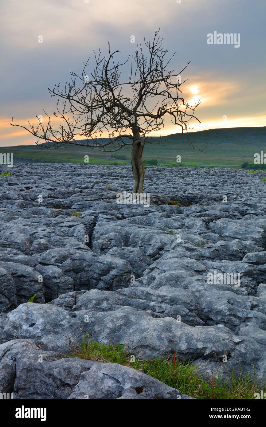 Einsamer Baum, der auf Kalksteinpflaster wächst, Yorkshire Dales National Park, England, Großbritannien. Stockfoto
