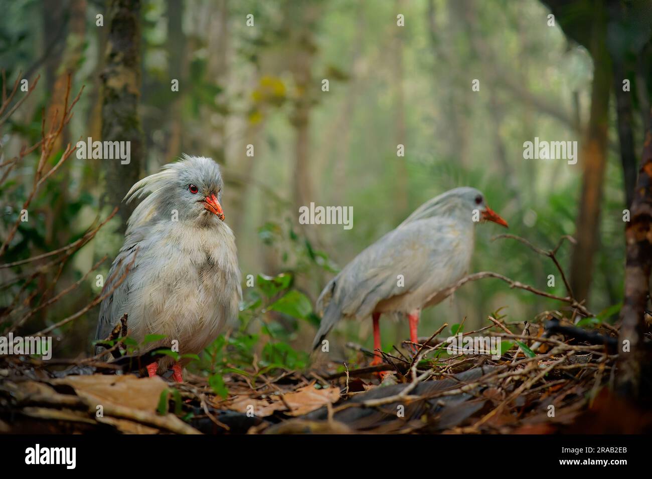 Kagu oder Cagou, Kavu oder Kagou - Rhynochetos jubatus langbeinige bläulich-graue Vögel, die in den Bergwäldern Neukaledoniens, Rhynochetos in R. Stockfoto