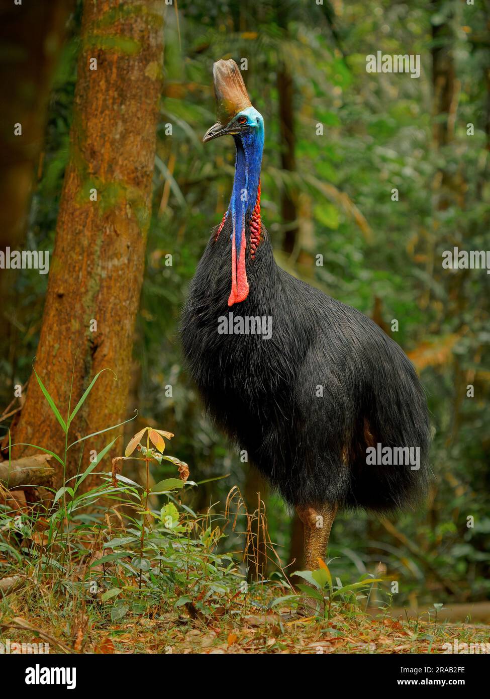 Südlicher Kasuar - Casuarius casuarius auch doppelwandige oder australische oder zweiwandige Kasuare, großer, flugloser schwarzer Vogel, Laufvögel, verwandte Laufvögel Stockfoto