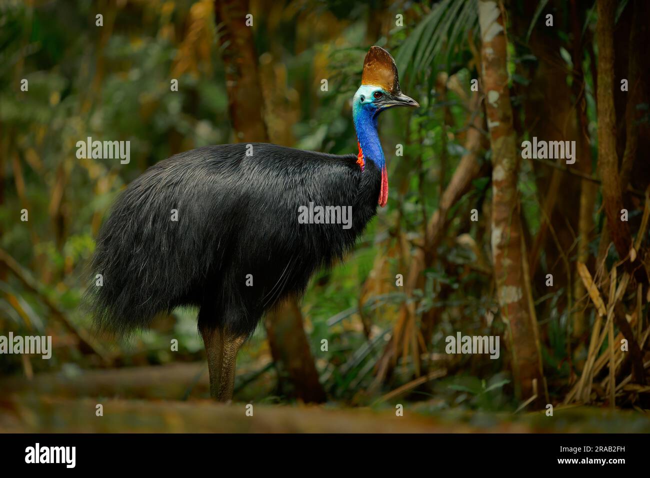 Südlicher Kasuar - Casuarius casuarius auch doppelwandige oder australische oder zweiwandige Kasuare, großer, flugloser schwarzer Vogel, Laufvögel, verwandte Laufvögel Stockfoto