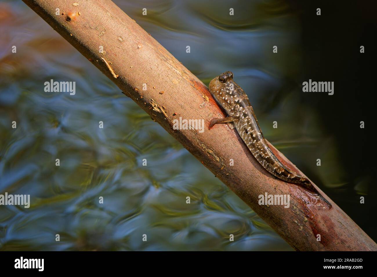 Barred Mudskipper - Periophthalmus argentilineatus oder Silverlined Mudskipper, einheimischer Fisch in Meeres-, Süß- und Brackwasser von Afrika bis Australien Stockfoto