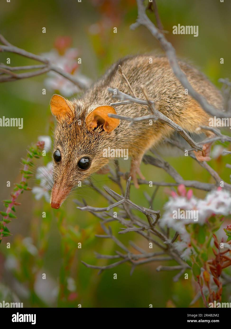 Honig Possum oder Noolbenger Tarsipes rostratus winzige marsupiale Nahrung auf Nektar und Pollen gelber Blüte, wichtiger Bestäuber für Banksia attenuat Stockfoto