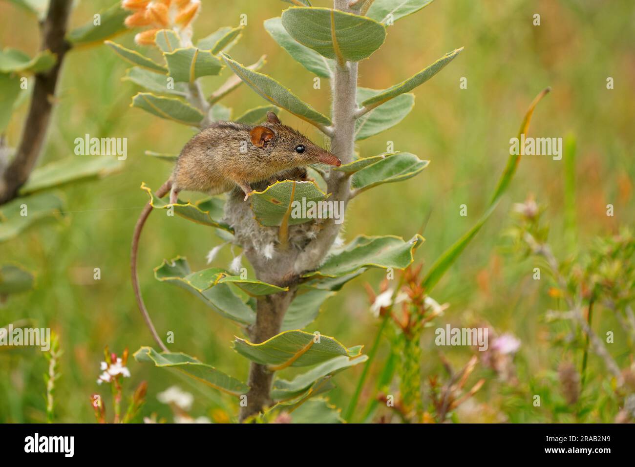 Honig Possum oder Noolbenger Tarsipes rostratus winzige marsupiale Nahrung auf Nektar und Pollen gelber Blüte, wichtiger Bestäuber für Banksia attenuat Stockfoto