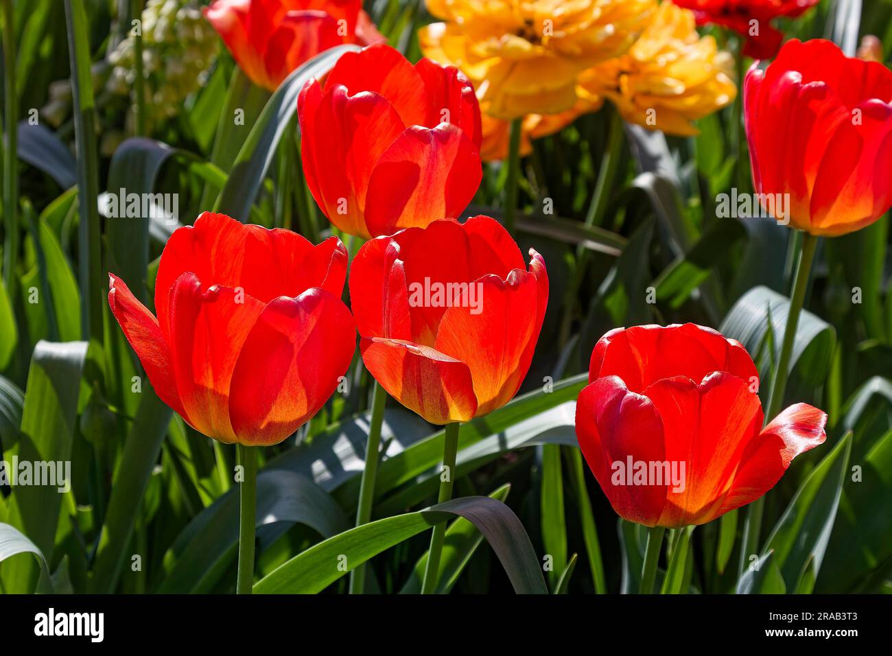 tulpenbett, rote Blumen, kultiviert, Zwiebeln, bunt, Grüne Stiele und Blätter, Natur, Nahaufnahme, Pennsylvania, Frühling Stockfoto