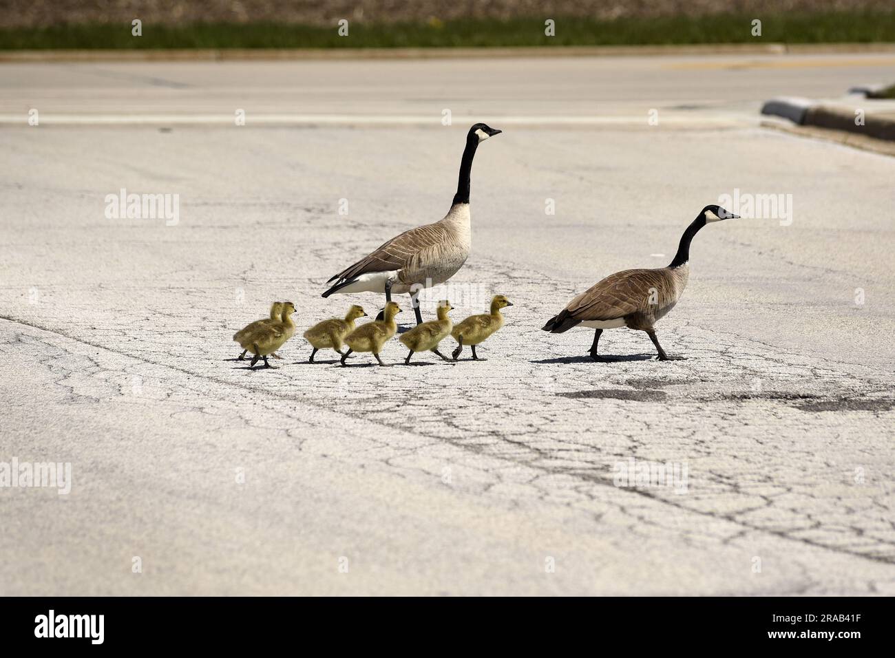 Zwei ausgewachsene Gänse und sechs neu geschlüpfte Gänse gehen in den USA über eine Straße. Stockfoto
