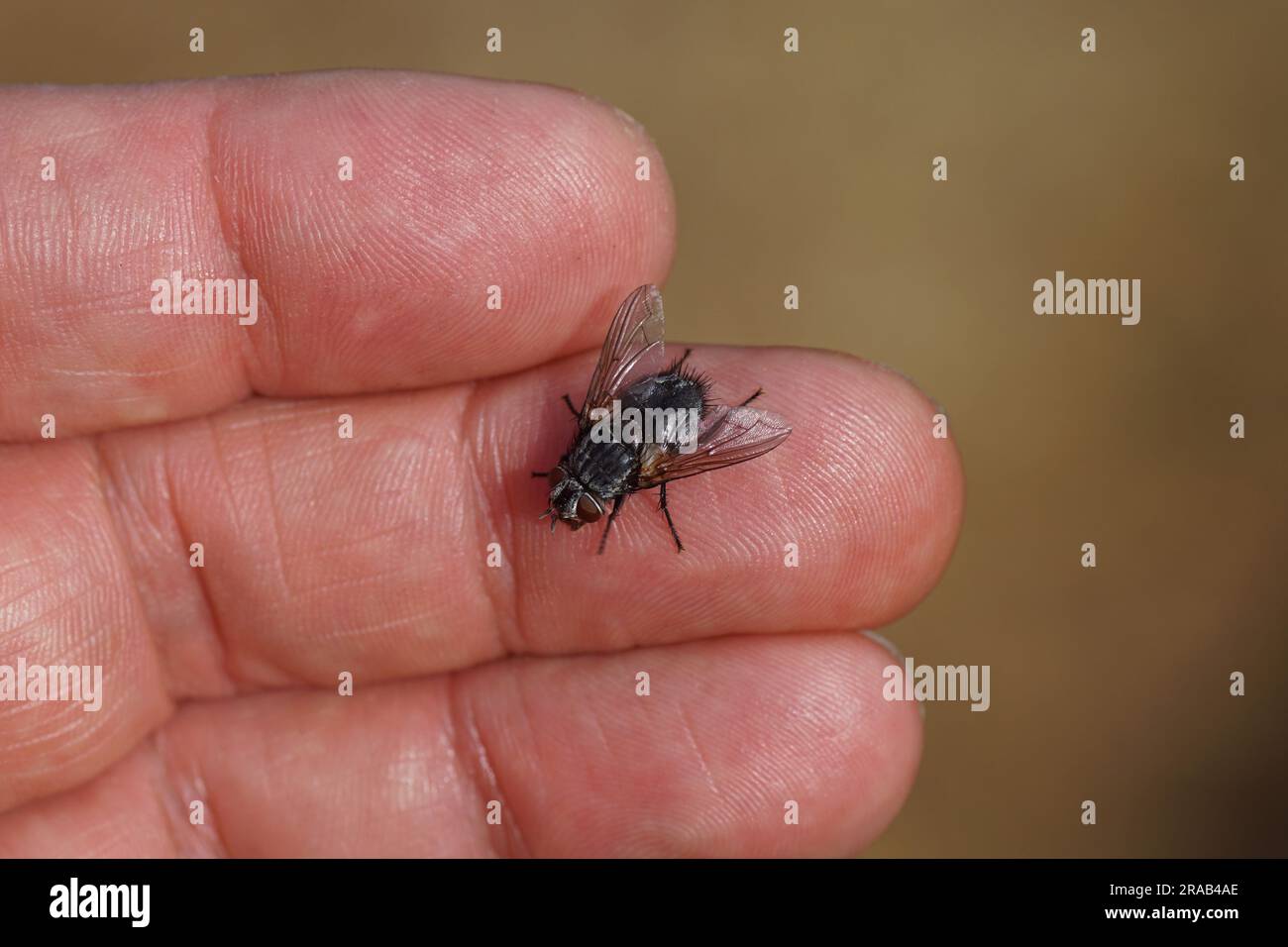 Weibliche tachinide Fliege Blepharipa pratensis ruht auf einer Hand. Nicht beißen! Synonym Panzeria rudis. Unterfamilie Exoristinae, Stamm Goniini, Familie Tachinidae Stockfoto