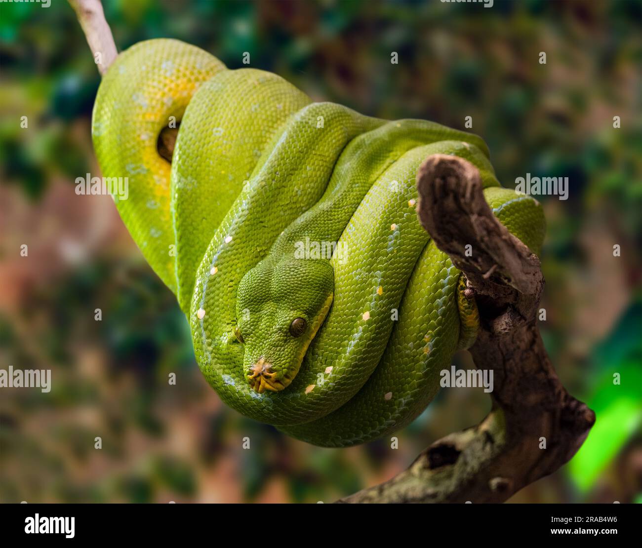 Eine grüne Baumpython hängt auf einem Ast vor einem sanft grünen Hintergrund. Stockfoto