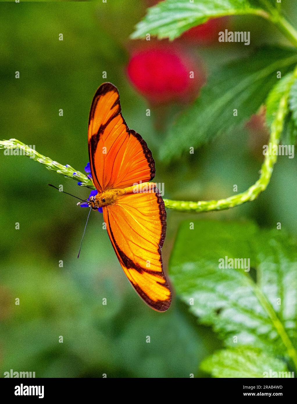 Orange Julia Schmetterling bekannt als Dryas Julia in einem botanischen Wilhelma. Stuttgart, Deutschland, Europa Stockfoto