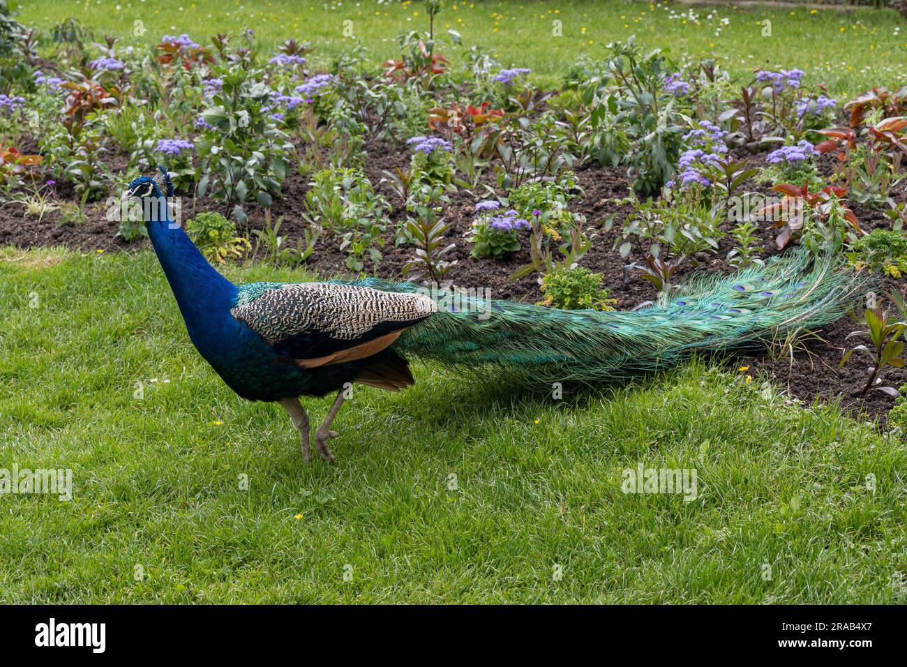 Peacock oder Peafowl wird auch Pavo cristatus genannt Stockfoto