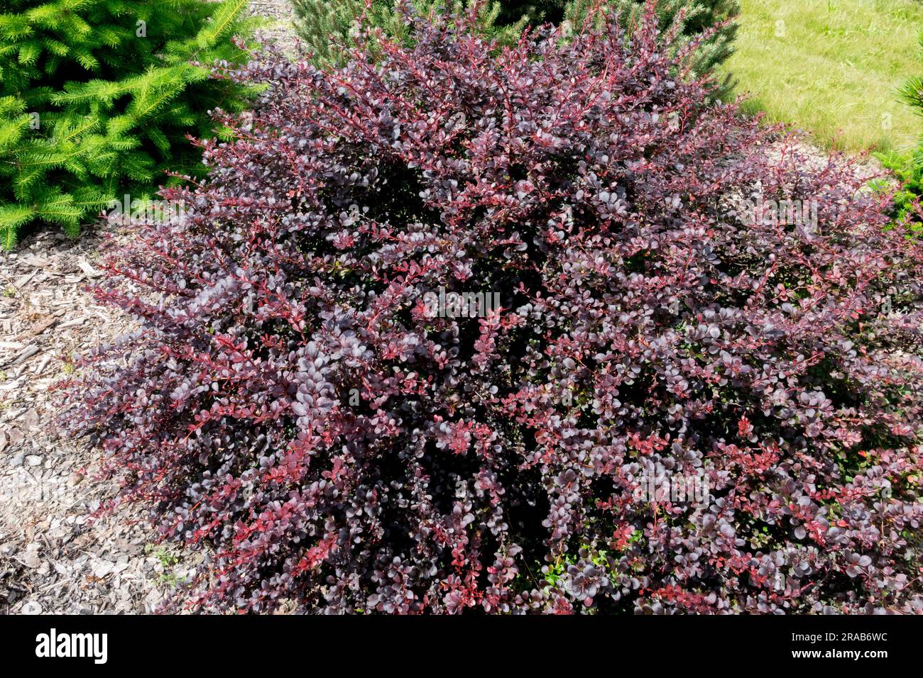 Japanische Barberry, Berberis thunbergii, Lila, Strauchbeere, Garten, Berberis Thunbergii „Pow Wow“ Stockfoto