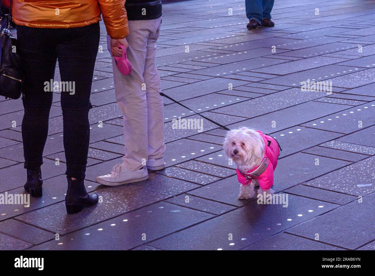 Zwei Personen stehen mit einem Hund in einem rosa Mantel am Times Square. Stockfoto
