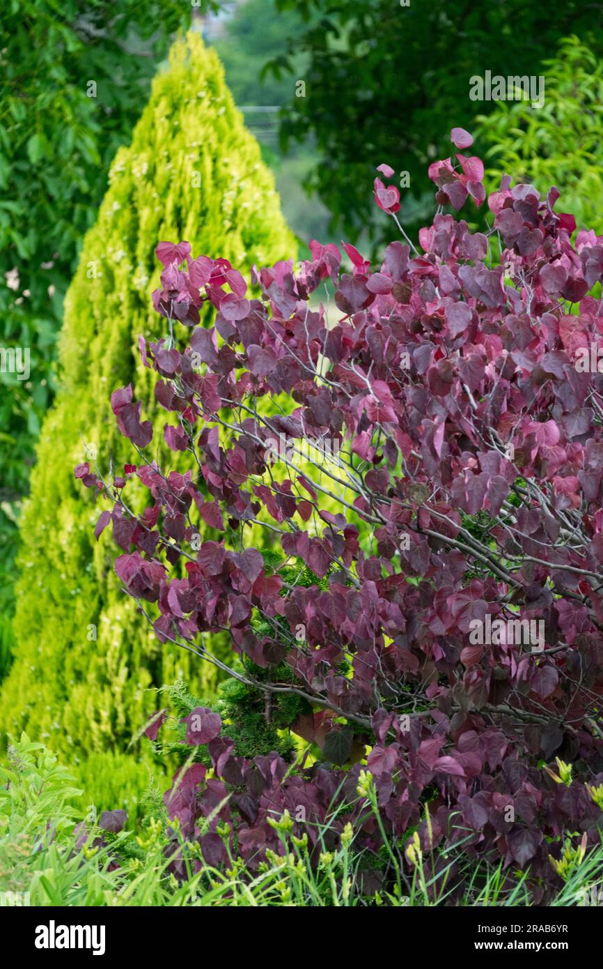 Cercis canadensis „Forest Pansy“ alias Cercis canadensis „Purple Leaf“, Baum im Juni Garten, gelber konischer Thuja hinten Stockfoto