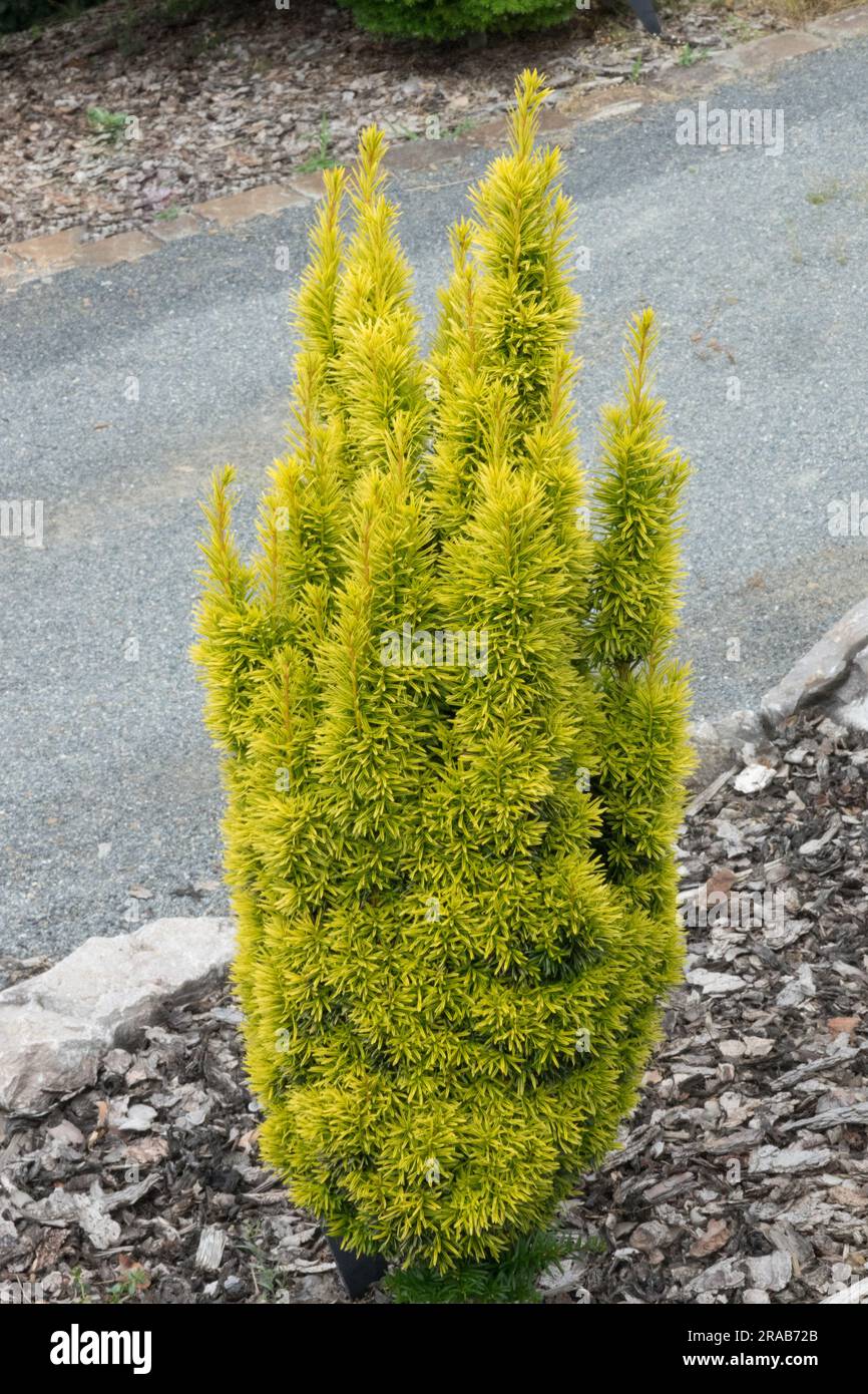 gummibaum weiße blätter Weißbunter Gummibaum 'Tineke' kaufen main image 1