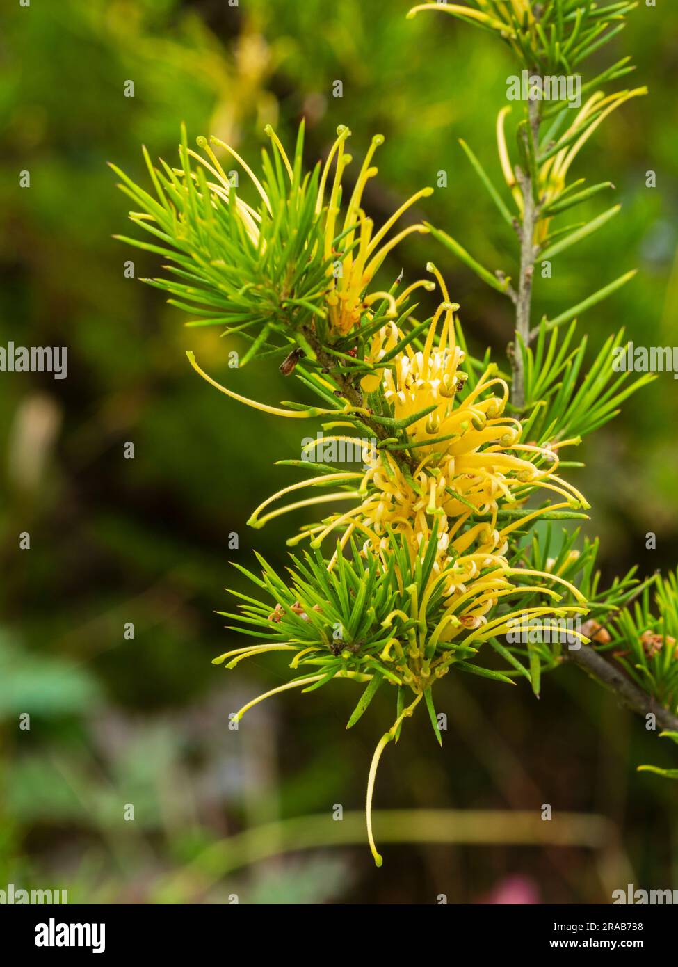 Nadelartige Blätter und spinnengelbe Blüten des australischen halbhartnäckigen Strauchs, Grevillea Juniperina f. Sulfurea Stockfoto