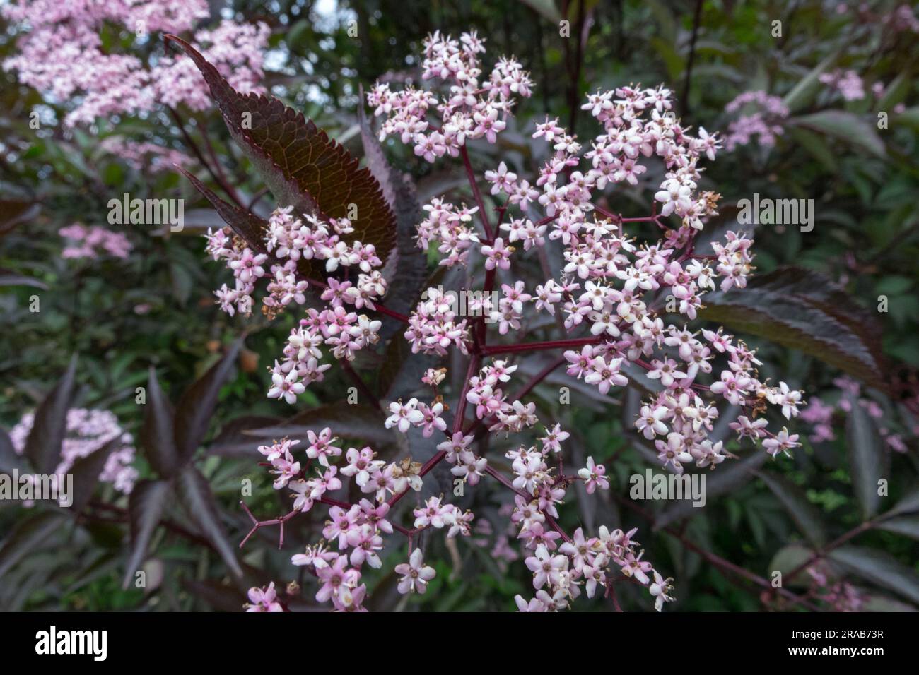 Sambucus „Schwarze Schönheit“, Sambucus nigra „Schwarze Schönheit“, europäischer Ältester, Schwarzer Ältester, Blume Stockfoto