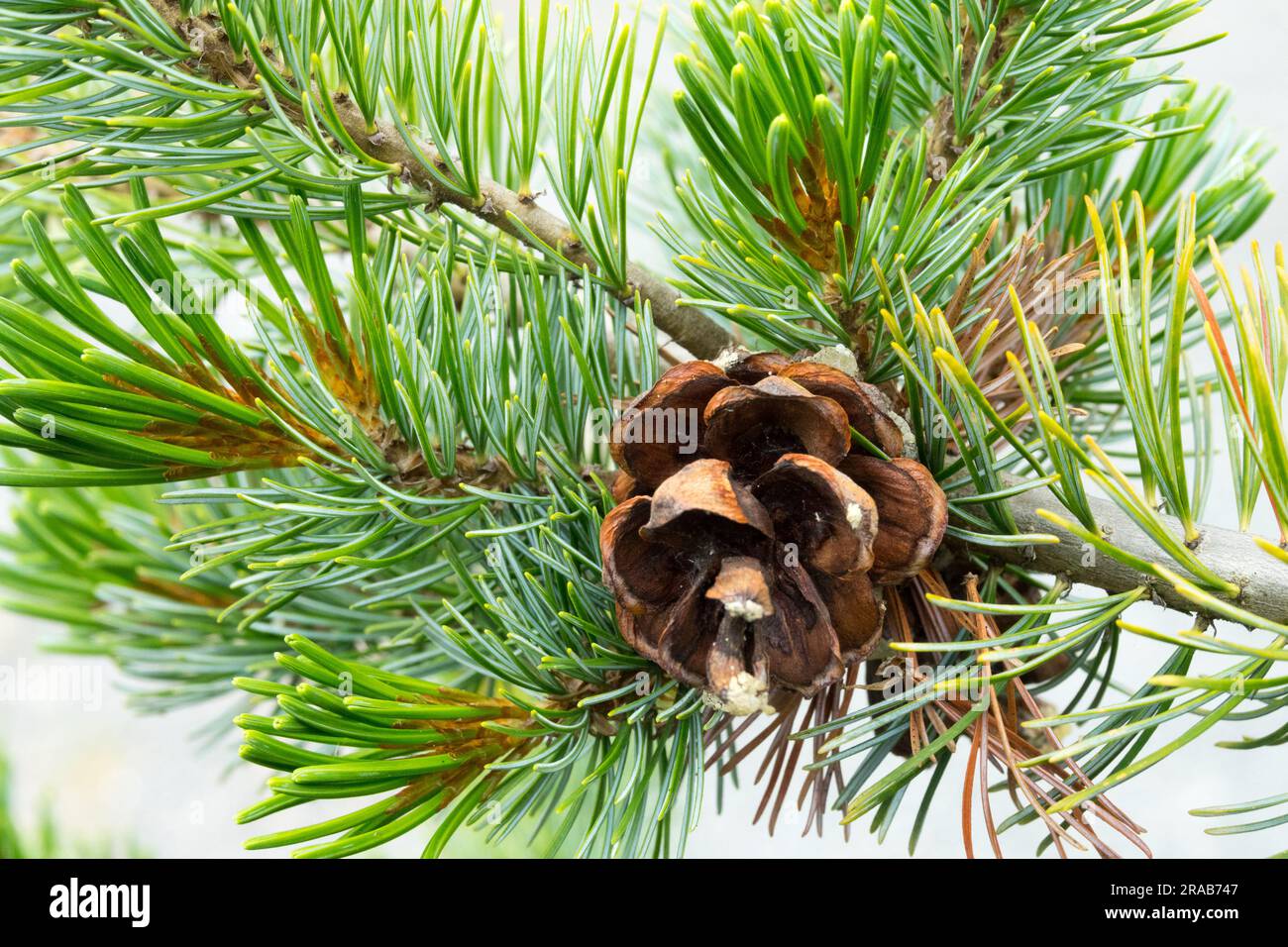 Japanische Weiße Kiefer, Pinus parviflora-Kegel, Zweig, Nadeln, Nahaufnahme, Pinus parviflora „Gyok-Kasen“ Stockfoto