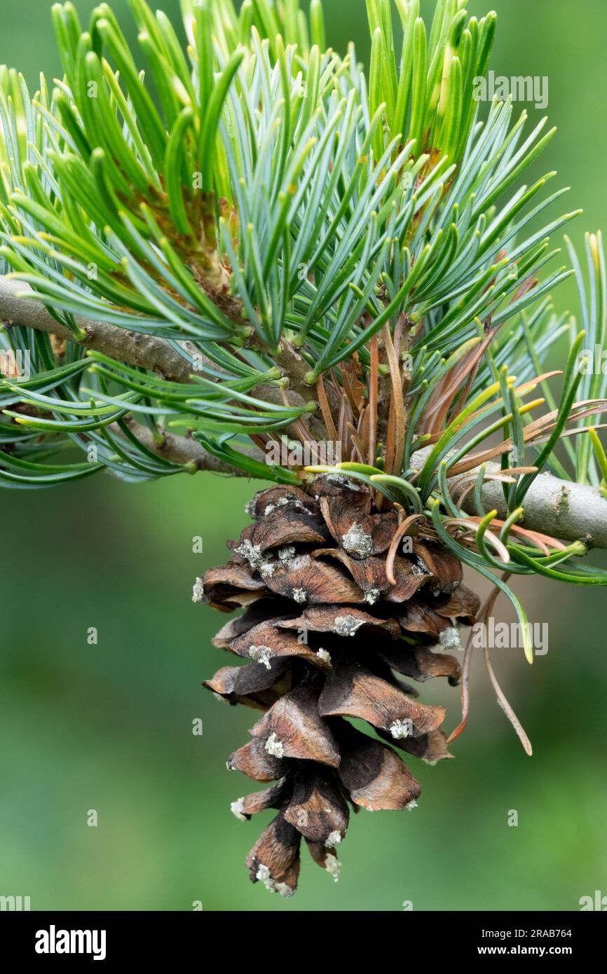 Japanische Weiße Kiefer, Pinus parviflora-Kegel, Zweig, Nadeln, Nahaufnahme, Pinus parviflora „Shikoku“ Stockfoto