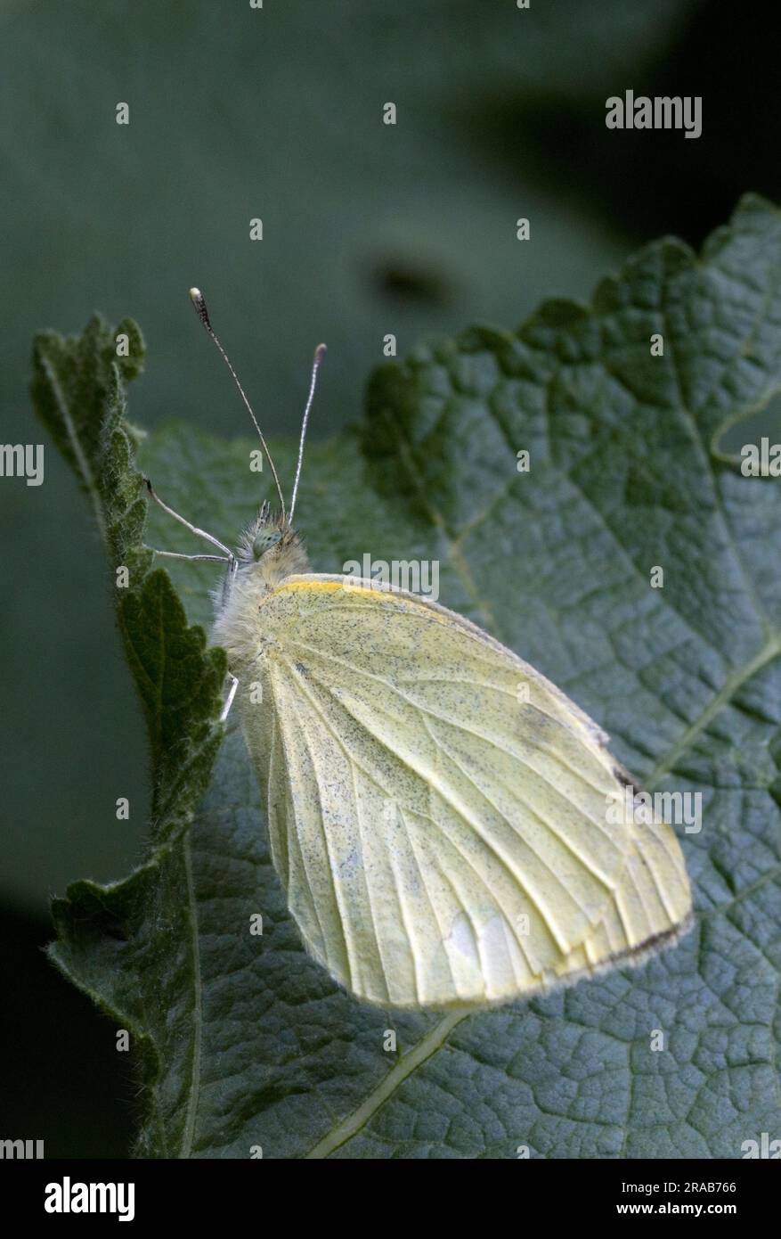 Kleinen Weißen Schmetterling Stockfoto