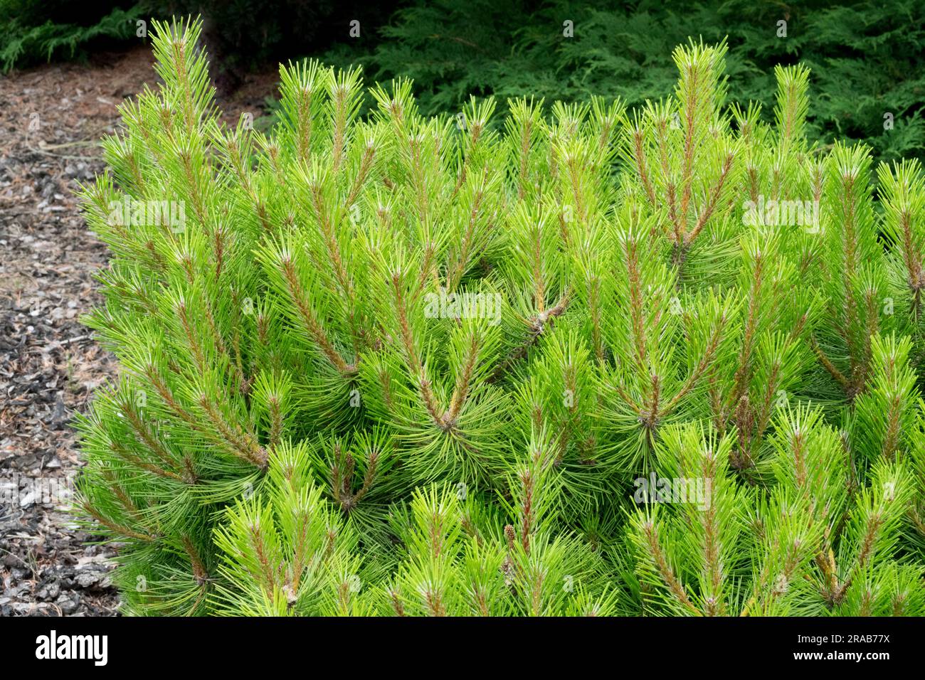 American Red Pine, Pinus resinosa „Don Smith“ Stockfoto