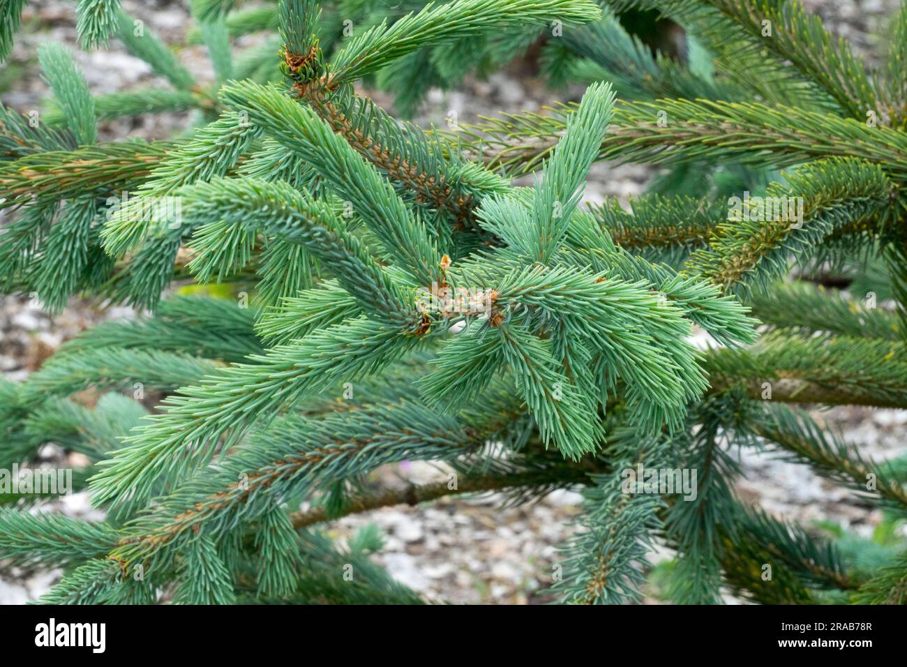 Picea engelmannii „Snake“ die Äste sind seilförmig, die Nadeln sind dunkelblau-grün syn. Picea engelmannii Glauca Virgata, Picea engelmannii Virgata Stockfoto