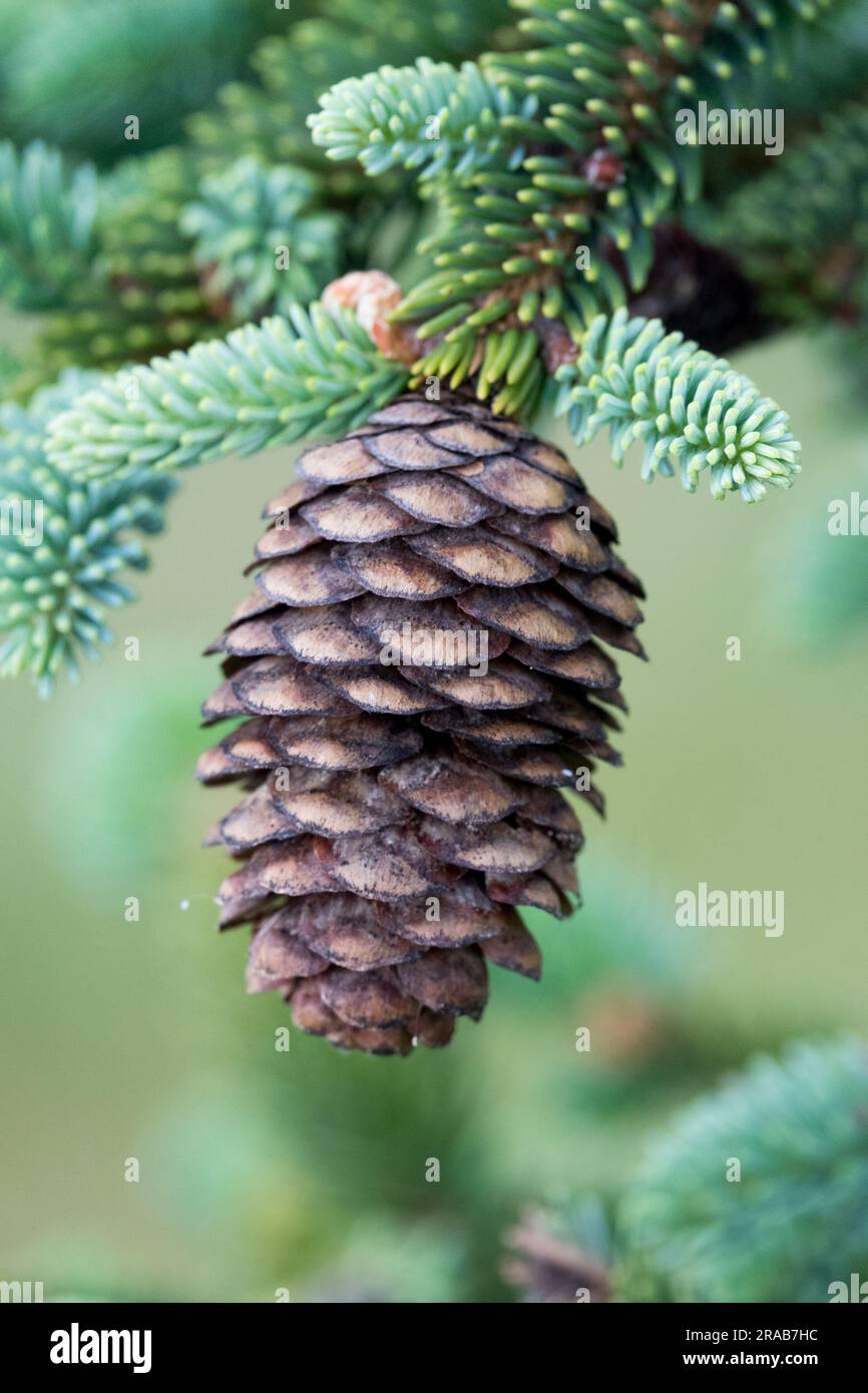 Cone-Nahaufnahme Picea koyamae Stockfoto