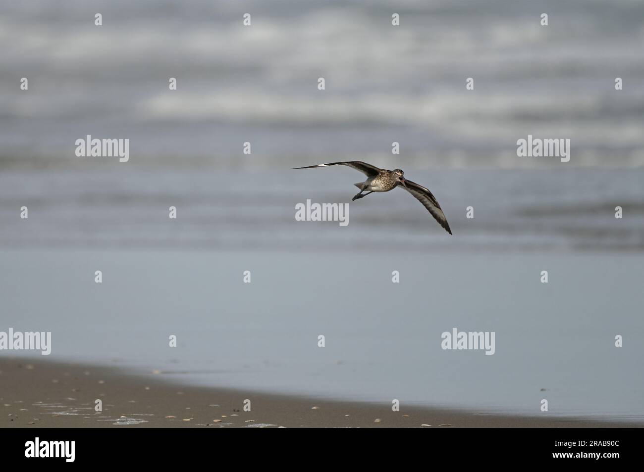 USA Juni 2023 A willet stürzt sich entlang der leeren Strände von