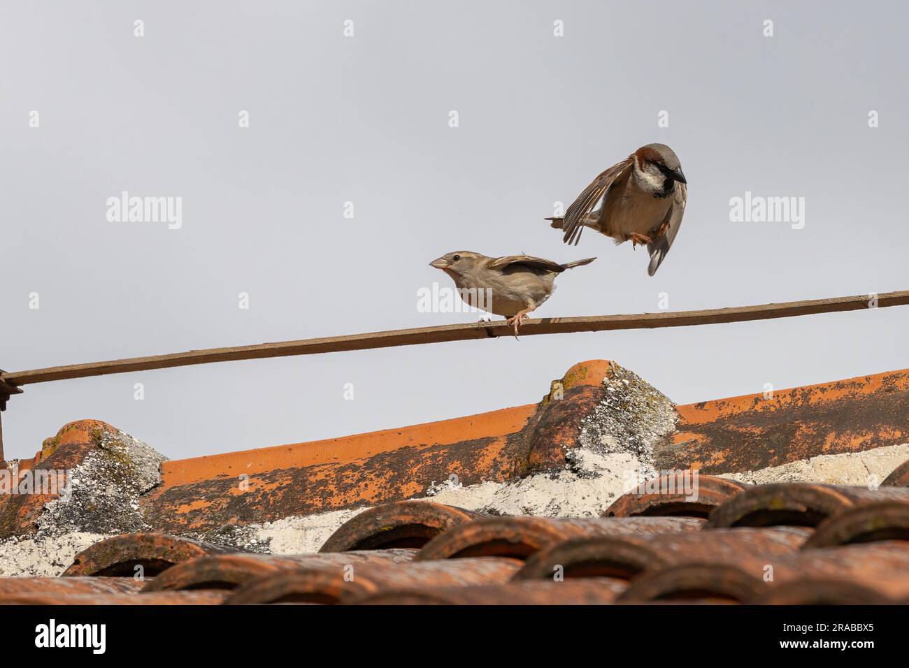 Nahaufnahme von Spatzen auf einem Dach Stockfoto