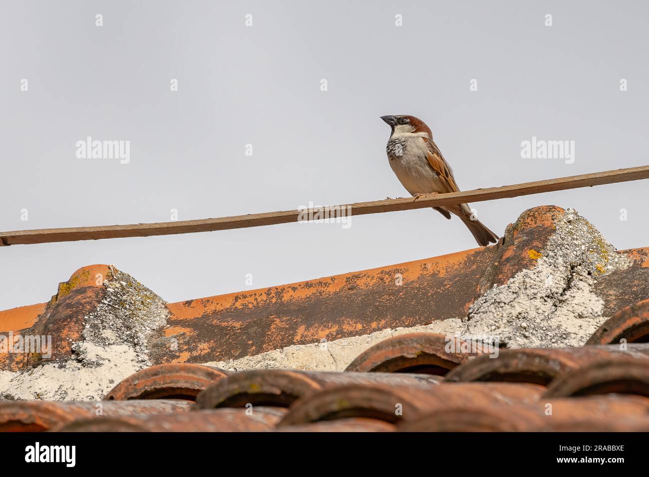 Nahaufnahme eines Spatzes auf dem Dach Stockfoto