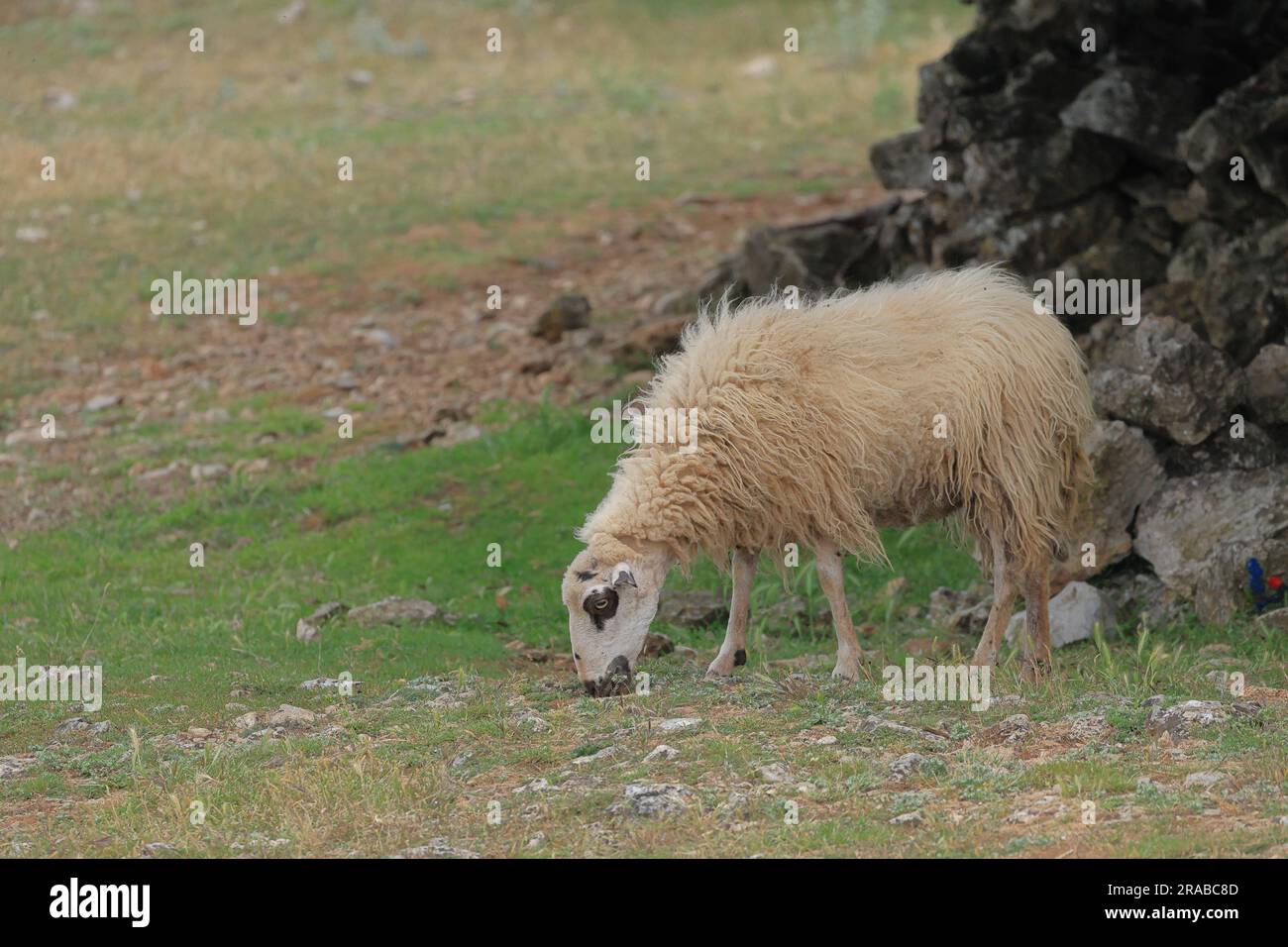 Nahaufnahme eines weidenden Schafes Stockfoto