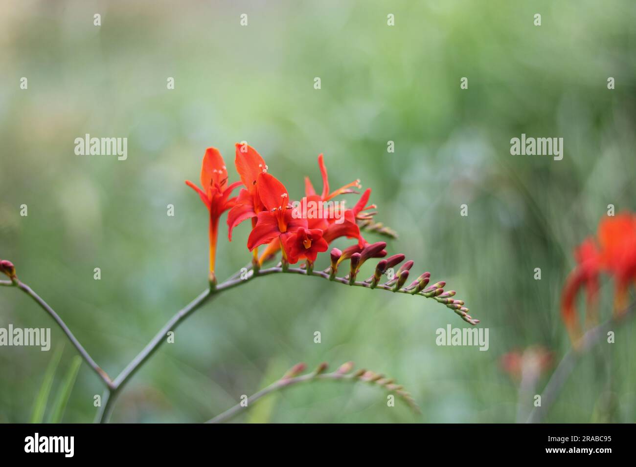 Crocosmia oder Monbretia blühende Pflanzen mit herrlichen lebhaften Orangenblüten Stockfoto