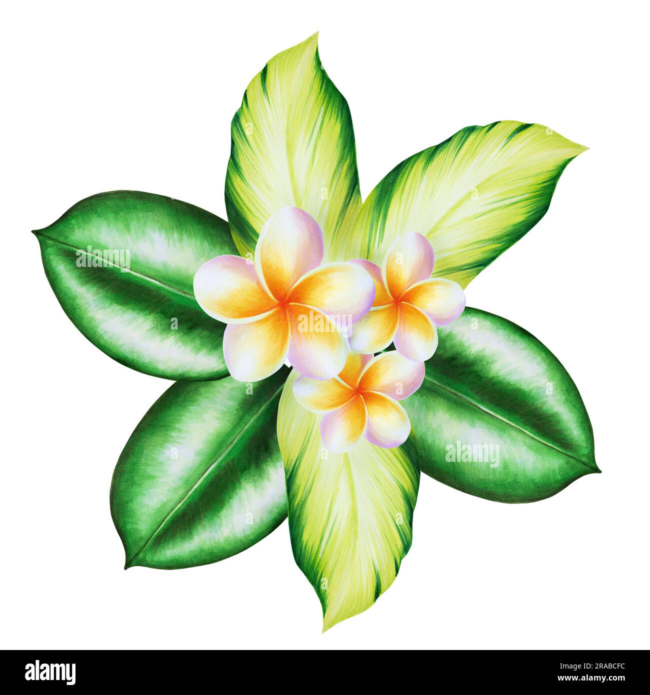 Aquarell realistische Darstellung eines tropischen Bouquet von Plumeria-Blüten mit isolierten Blättern auf weißem Hintergrund. Wunderschöne botanische handgemalte fran Stockfoto