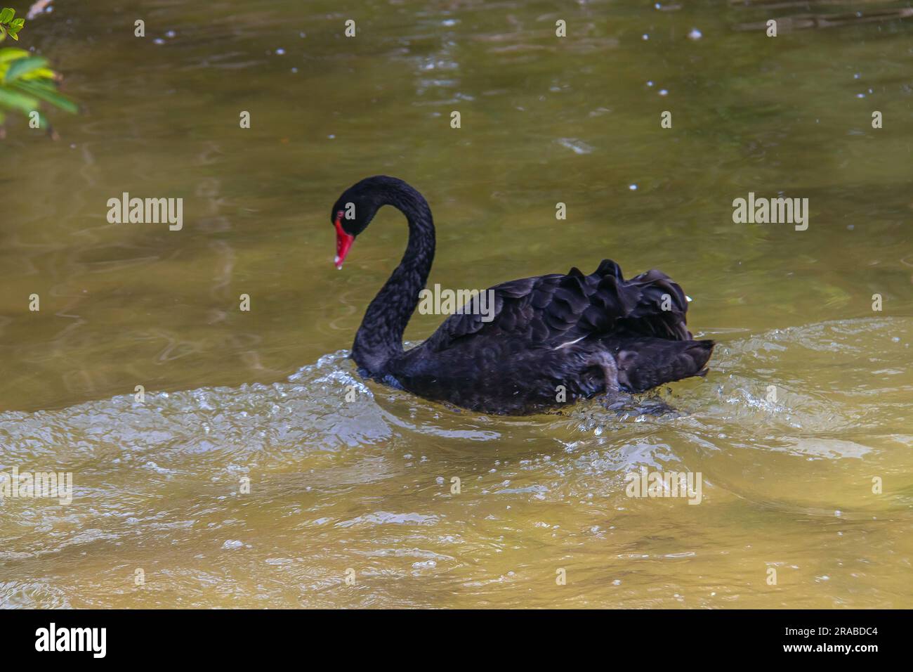 Black Swan gleitet anmutig auf dem Wasser Stockfoto