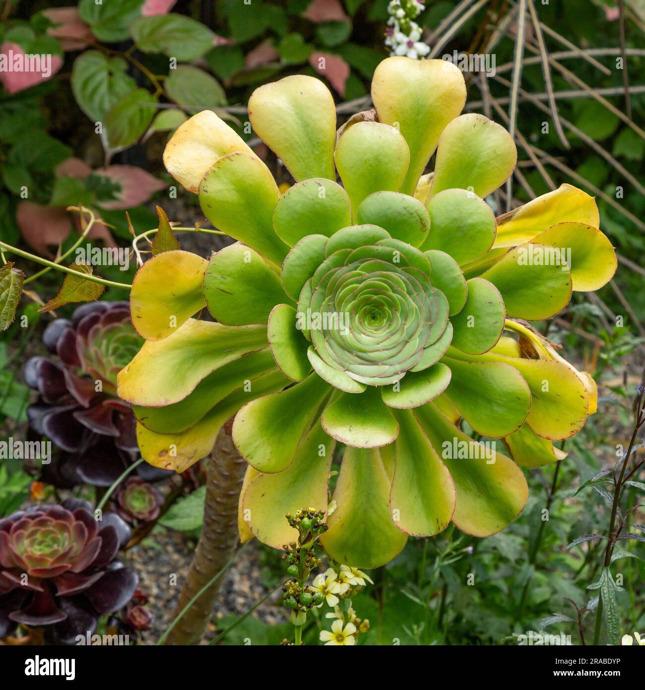 Aeonium Zwartkop (Aeonium arboreum Schwartzkopf). Dieser grüne, gummiartige, saftige Stoff wird mit zunehmendem Alter rot. Auch bekannt als Baumhausleek. Stockfoto