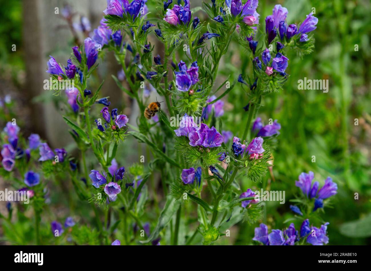 Viper Bugloss, Echium Vulgare in voller Blüte. Die Blumen ziehen Bienen an, diese Pflanze ist eine einheimische britische Wildblume, kann aber in Gärten angebaut werden. Stockfoto