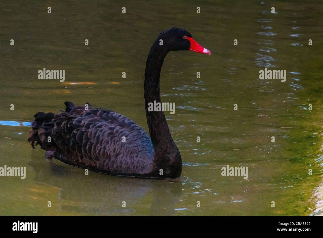 Eleganz in Bewegung: Schwarzer Schwan, der durch das Wasser gleitet Stockfoto