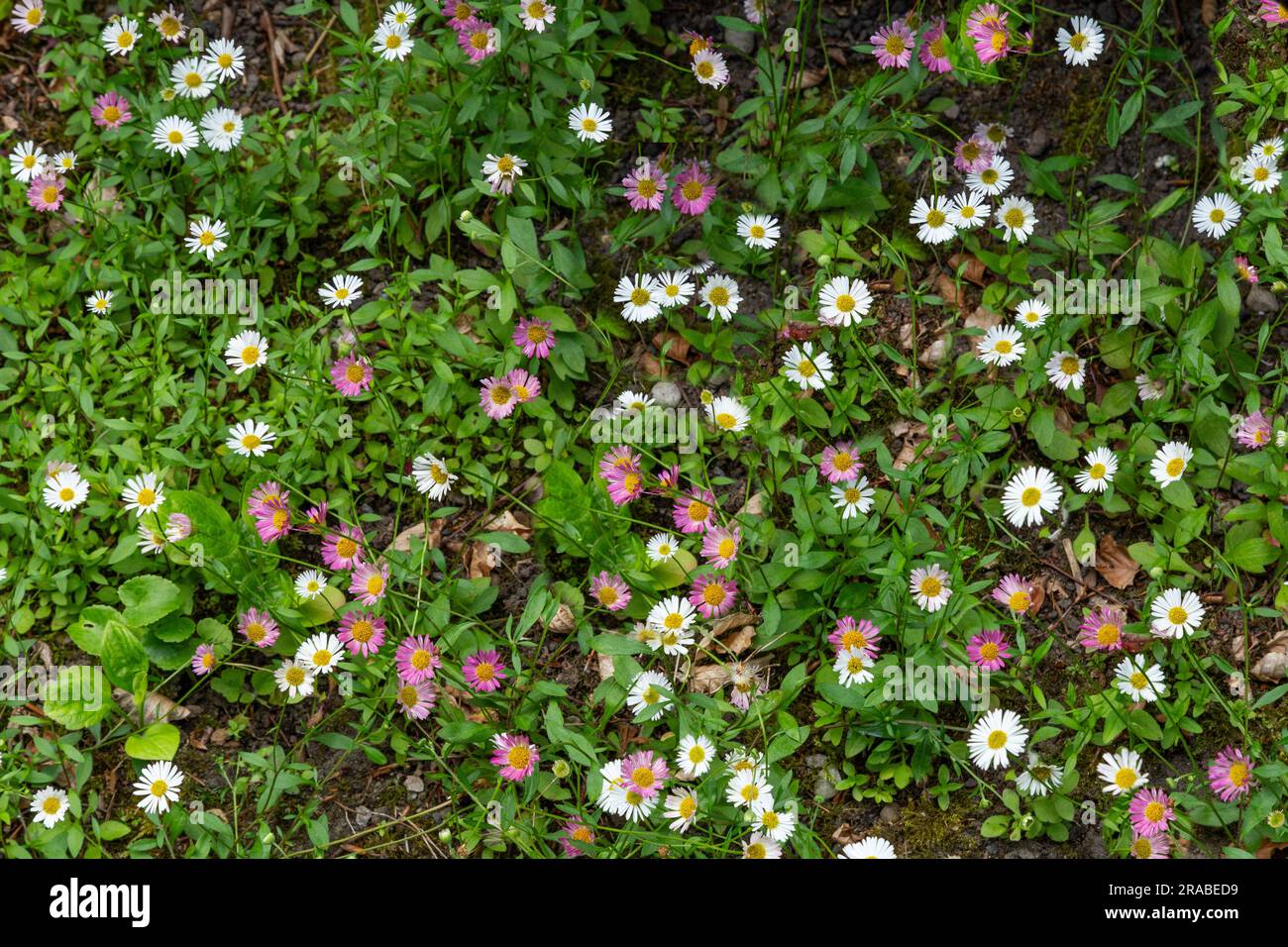 Erigeron karvinskianus 'Profusion' (mexikanisches Fleabane) - eine Bodenbedeckung, die ständig mit Blumen wie Gänseblümchen verbreitet wird. Stockfoto