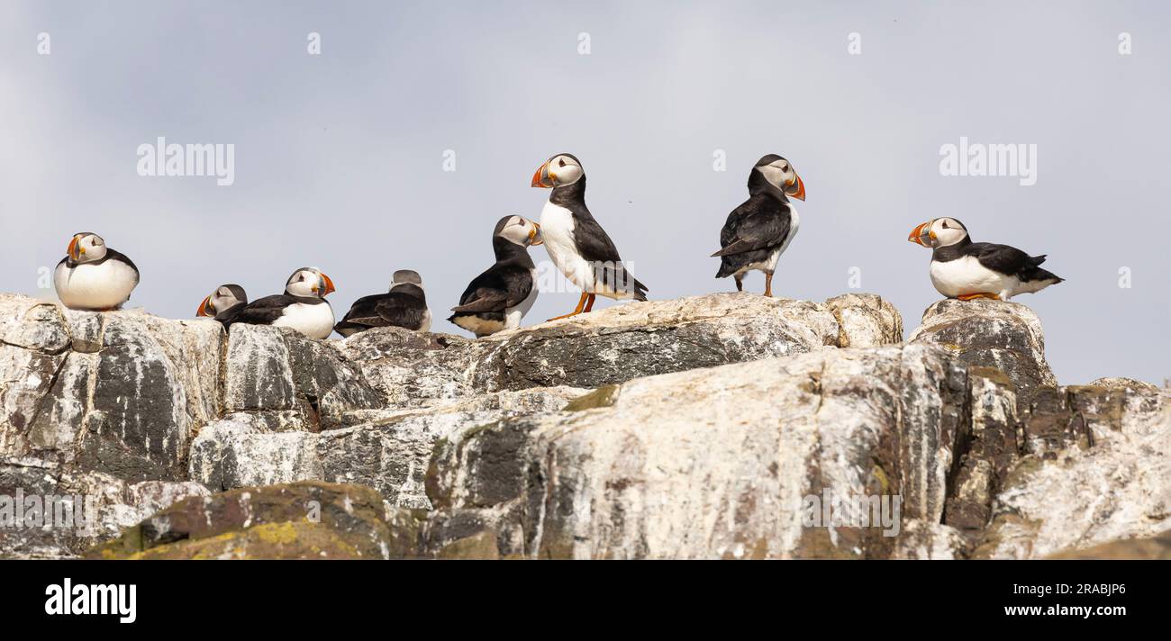 Eine Kolonie von Papageientauchern auf einem Felsen, die in viele verschiedene Richtungen schauen Stockfoto