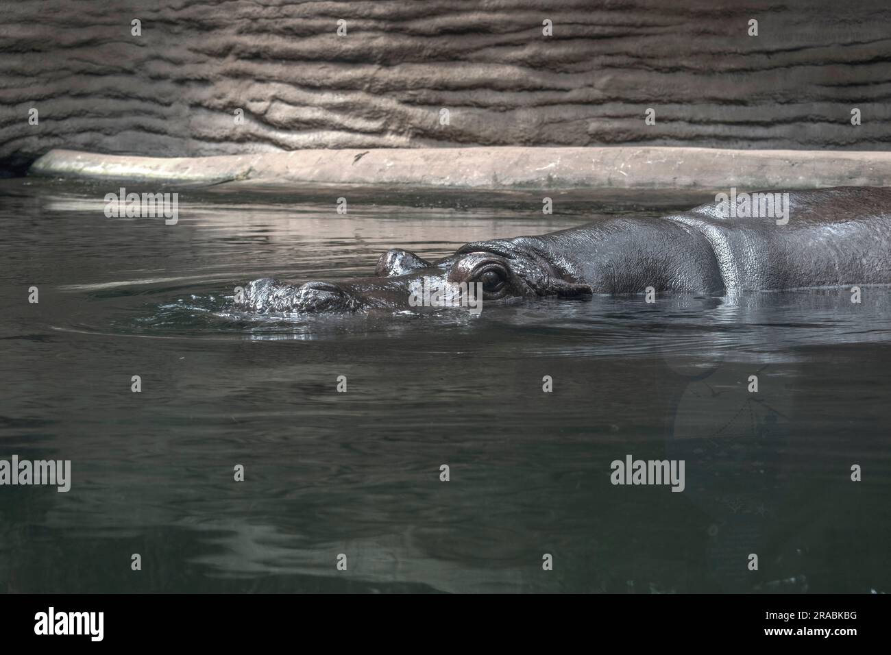 Ein fröhliches Nilpferd schwimmt im Pool, sorgt für verspielte Spritzer und verbreitet ein Lächeln unter den Zuschauern. Stockfoto