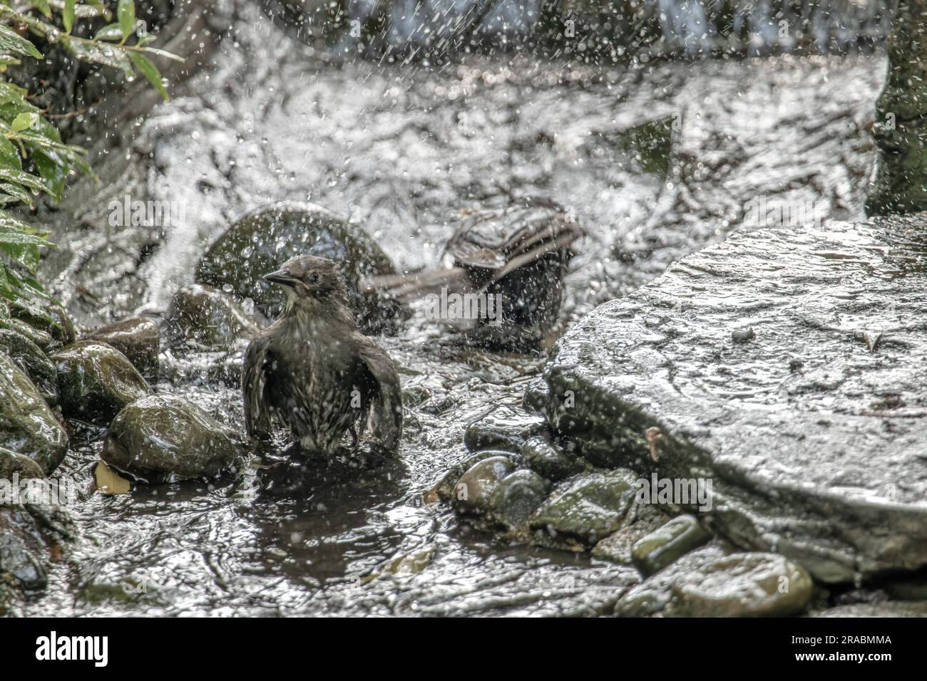 Eine Vogelherde reinigt sich im Wasser Stockfoto