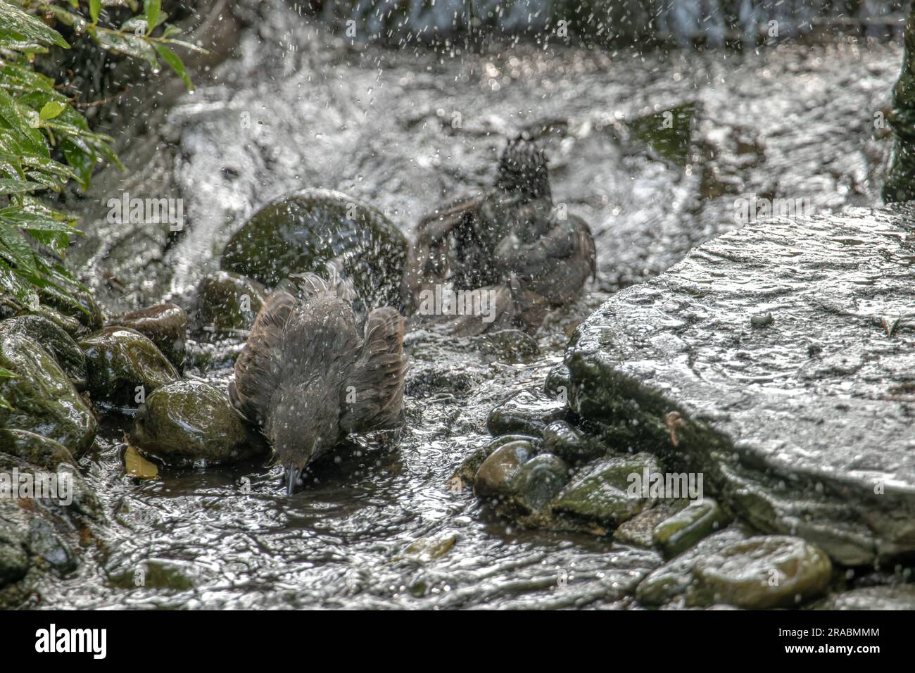 Eine Vogelherde reinigt sich im Wasser Stockfoto
