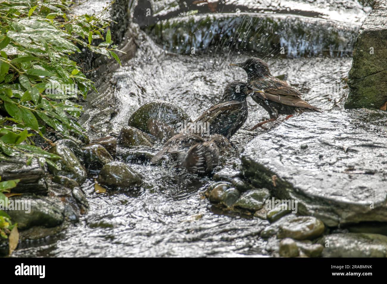 Eine Vogelherde reinigt sich im Wasser Stockfoto