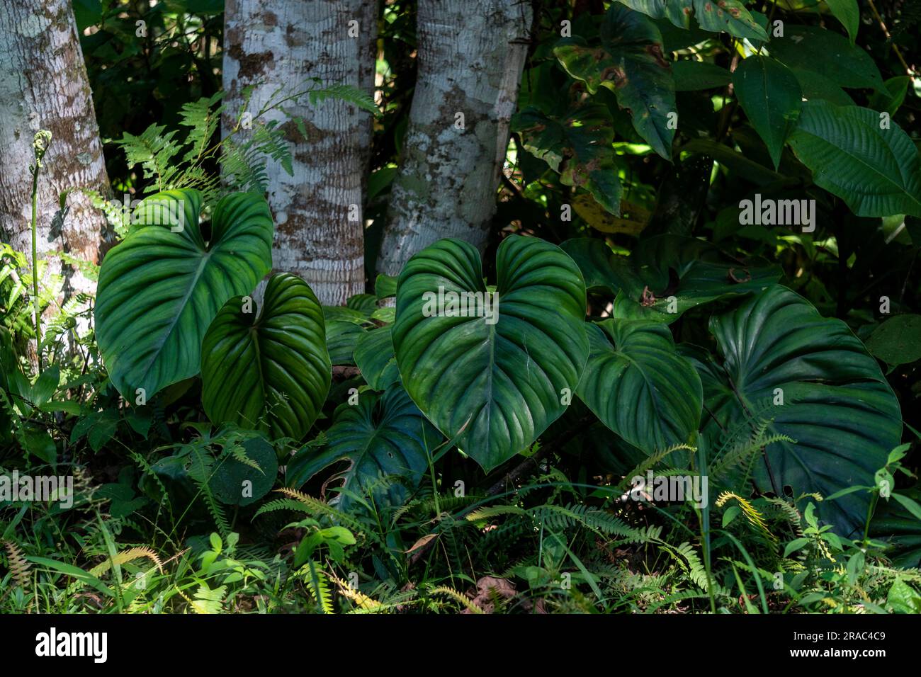 Blumige Artenvielfalt im Amazonas-Dschungel von Peru Stockfoto