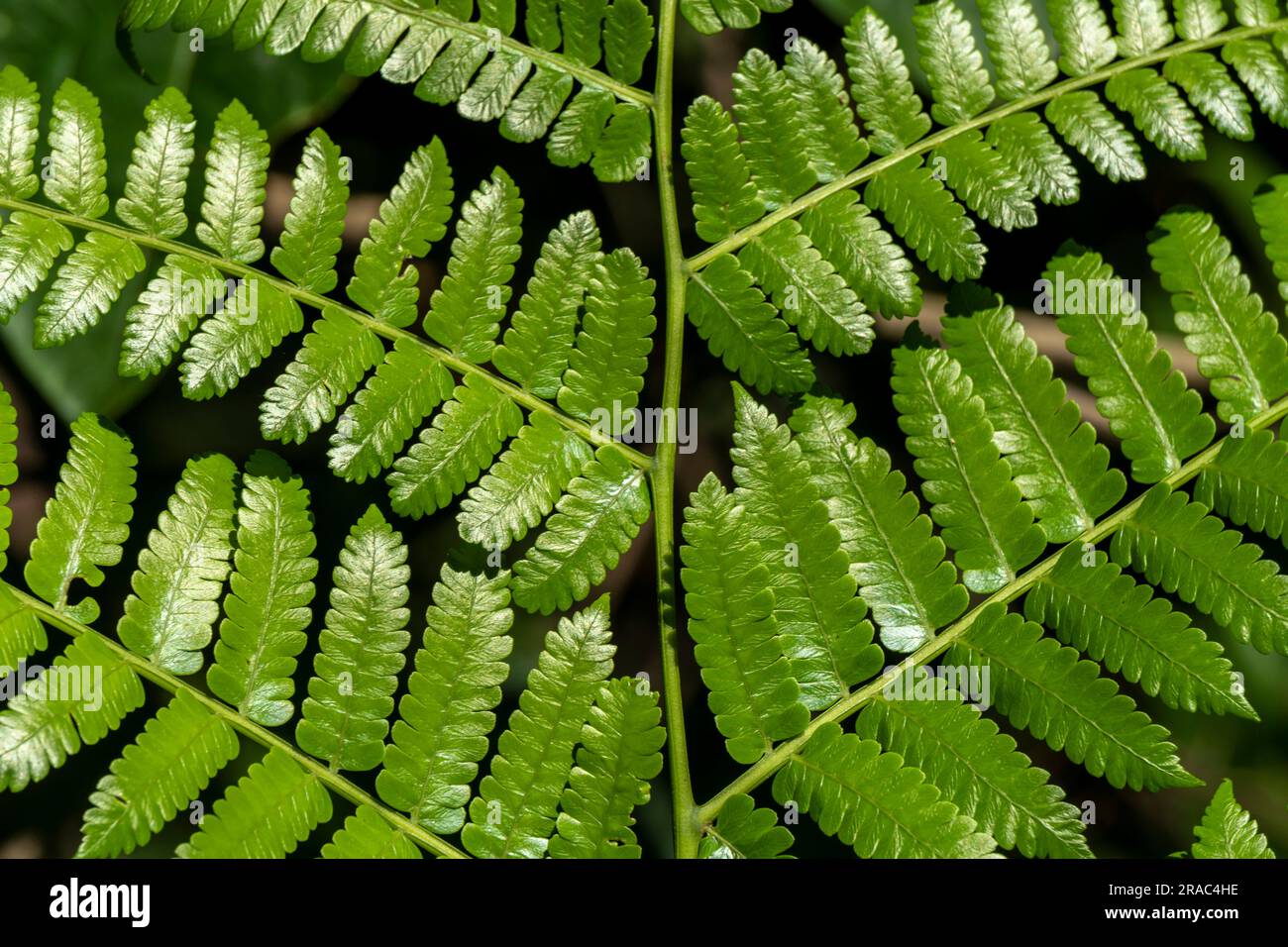 Pteridium aquilinum (Adlerfarn) im amazonischen Wald, Perú. Stockfoto
