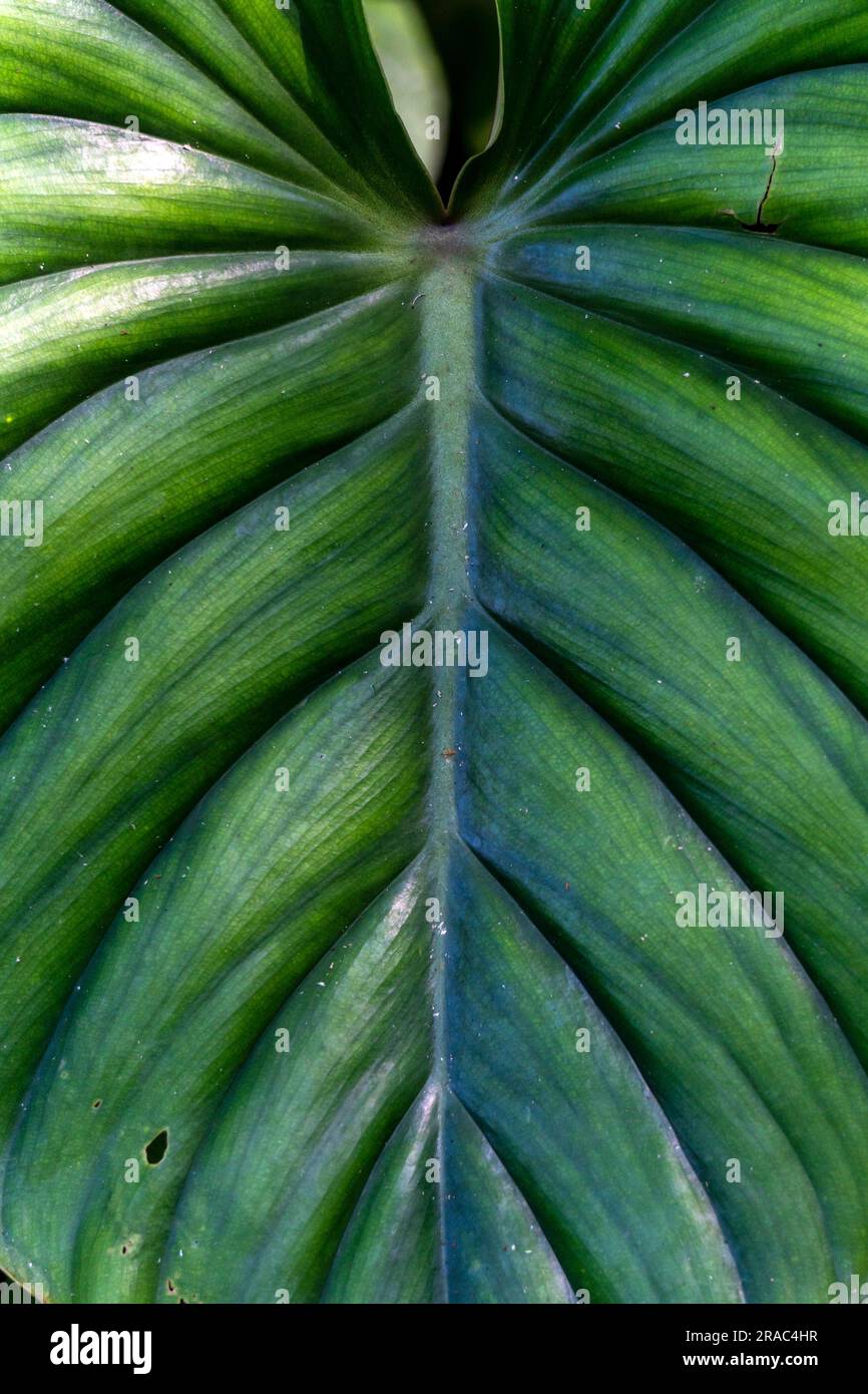 Blumige Artenvielfalt im Amazonas-Dschungel von Peru Stockfoto