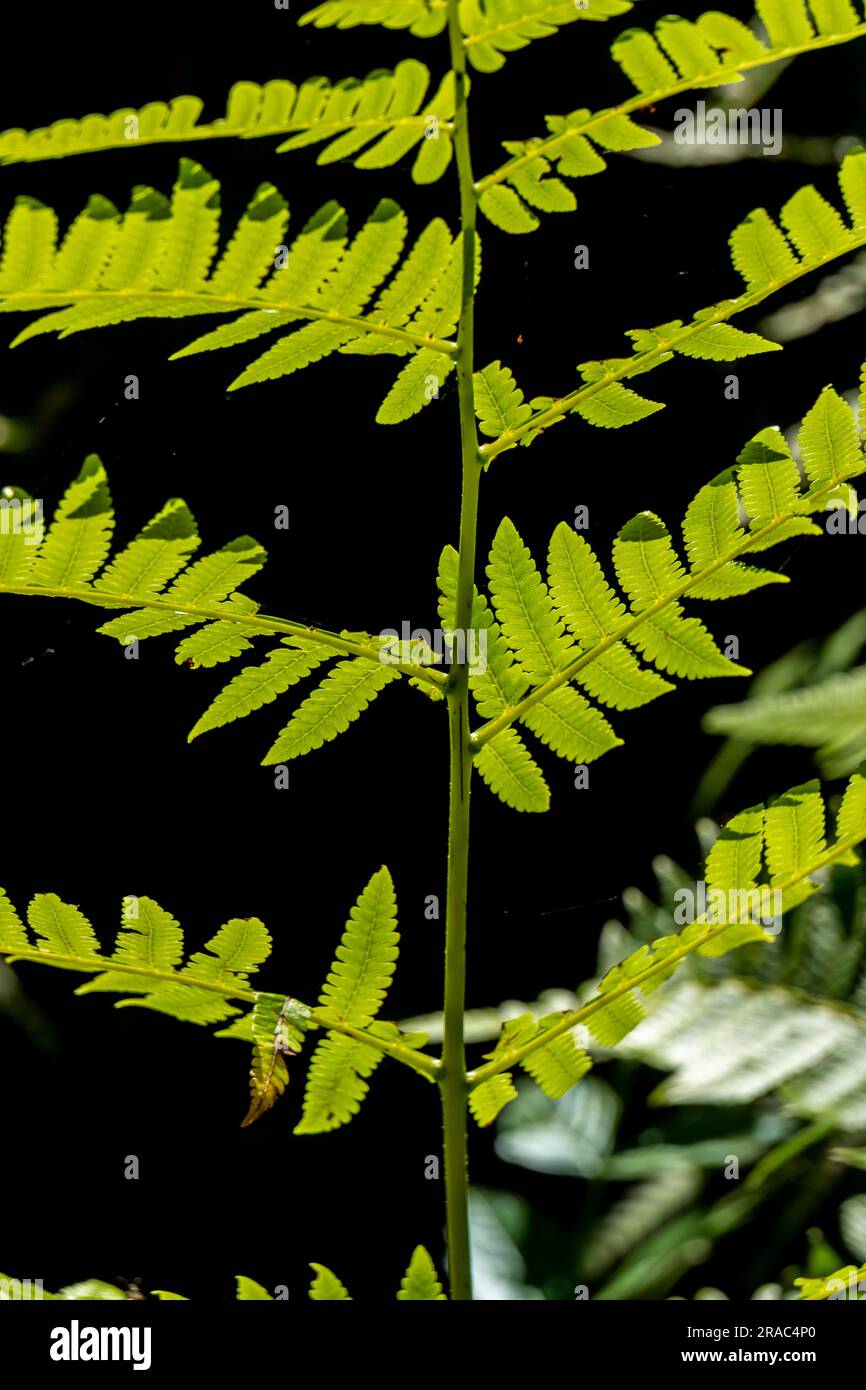 Pteridium aquilinum (Adlerfarn) im amazonischen Wald, Perú. Stockfoto