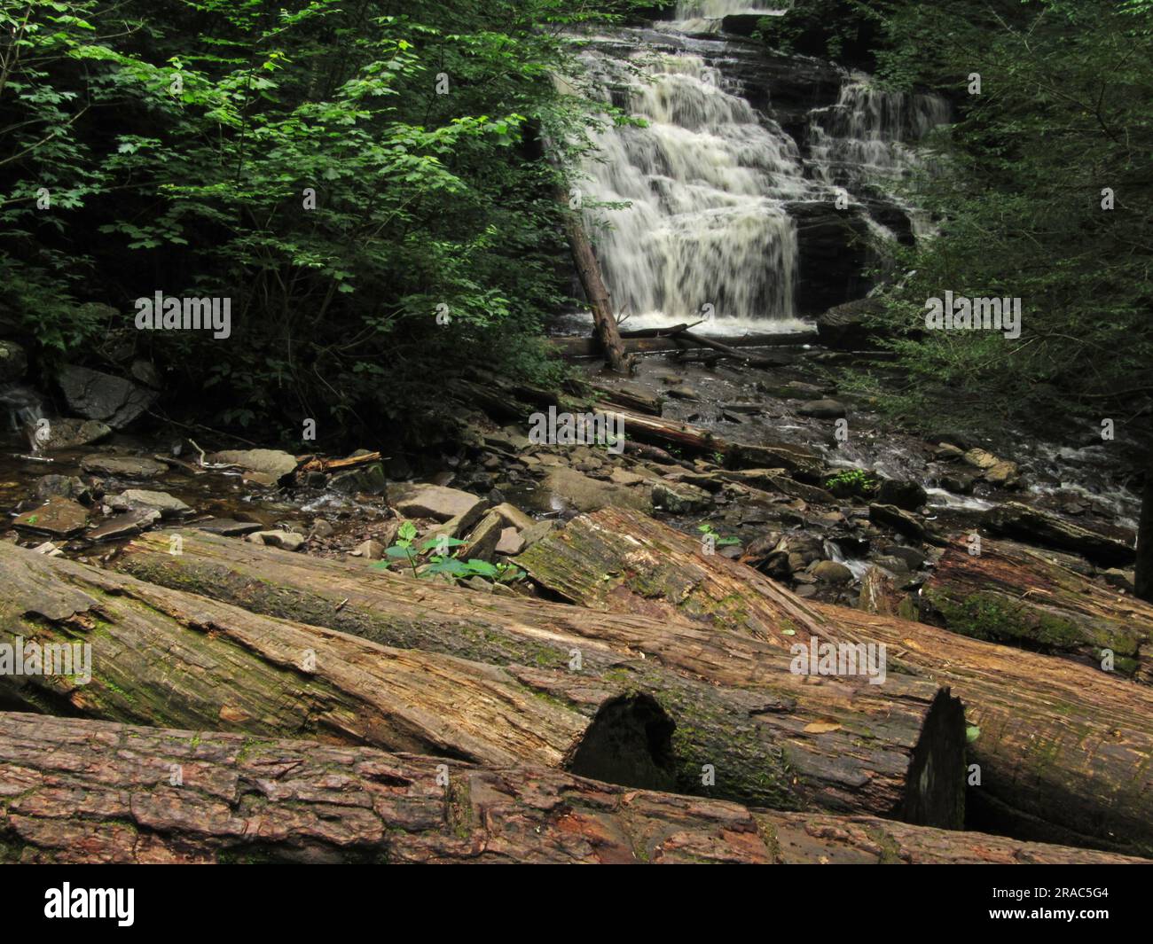 Die Mohican Falls stürzen durch den Ricketts Glen State Park in Benton, Pennsylvania. Stockfoto
